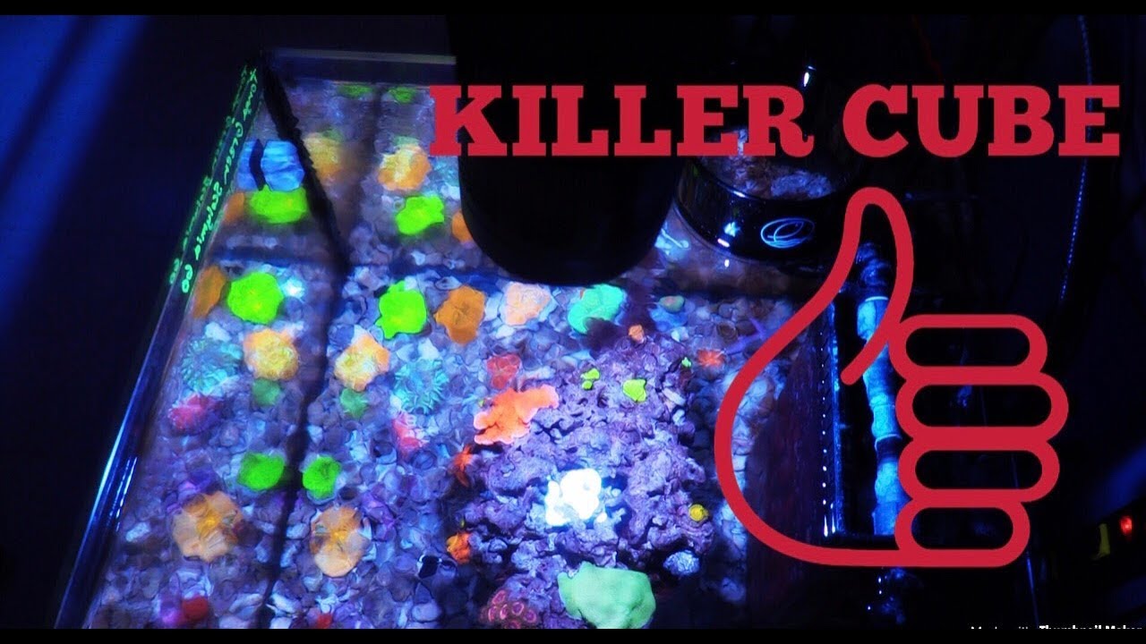 CORAL REEF LFS CUBE SALTWATER AQUARIUM | ARE FISH WET UNDER WATER