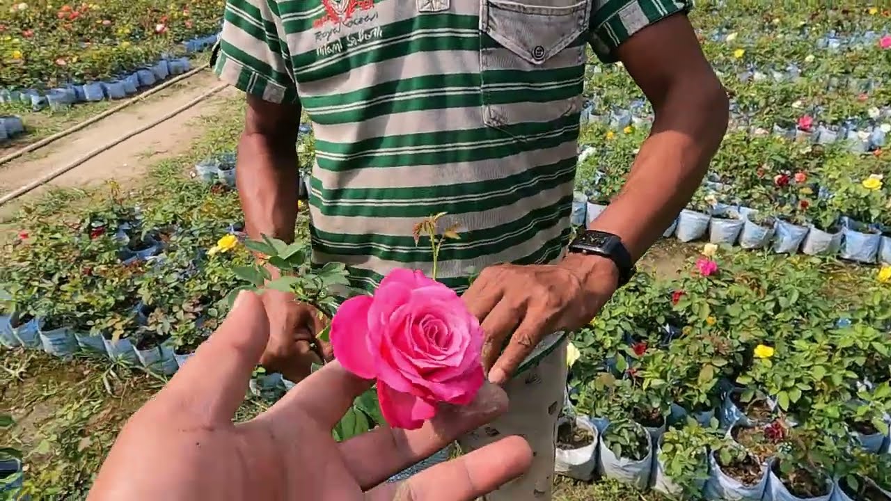 🌹🌹Nursery visit 2022  nursery visit sikharpur west bengal  wonderful roses collection at sikharpur