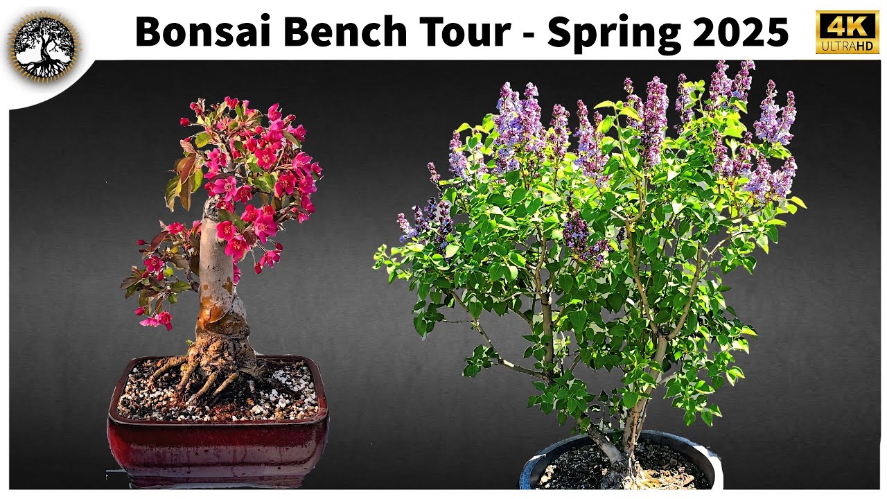 Bonsai Bench Tour - Spring 2025