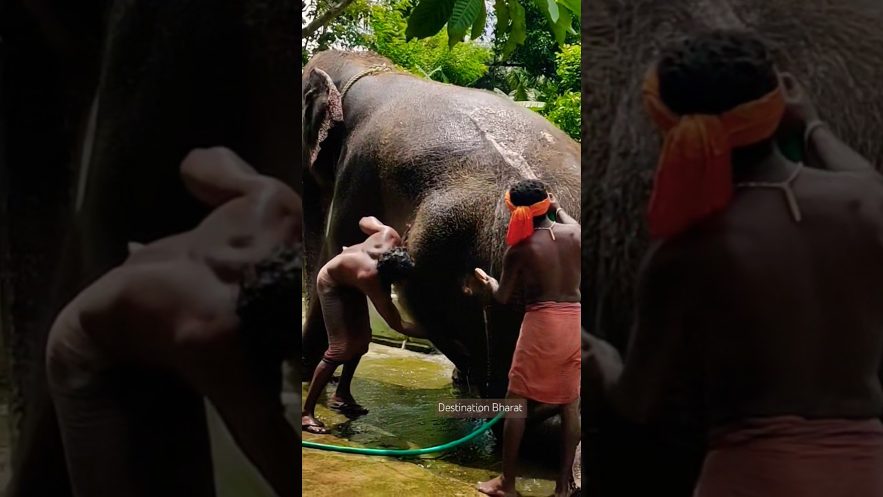 💦🐘 Shower for the Happy Elephant #aana #elephant #hathi #malayalam #zoo #aanakeralam #mahout #shorts