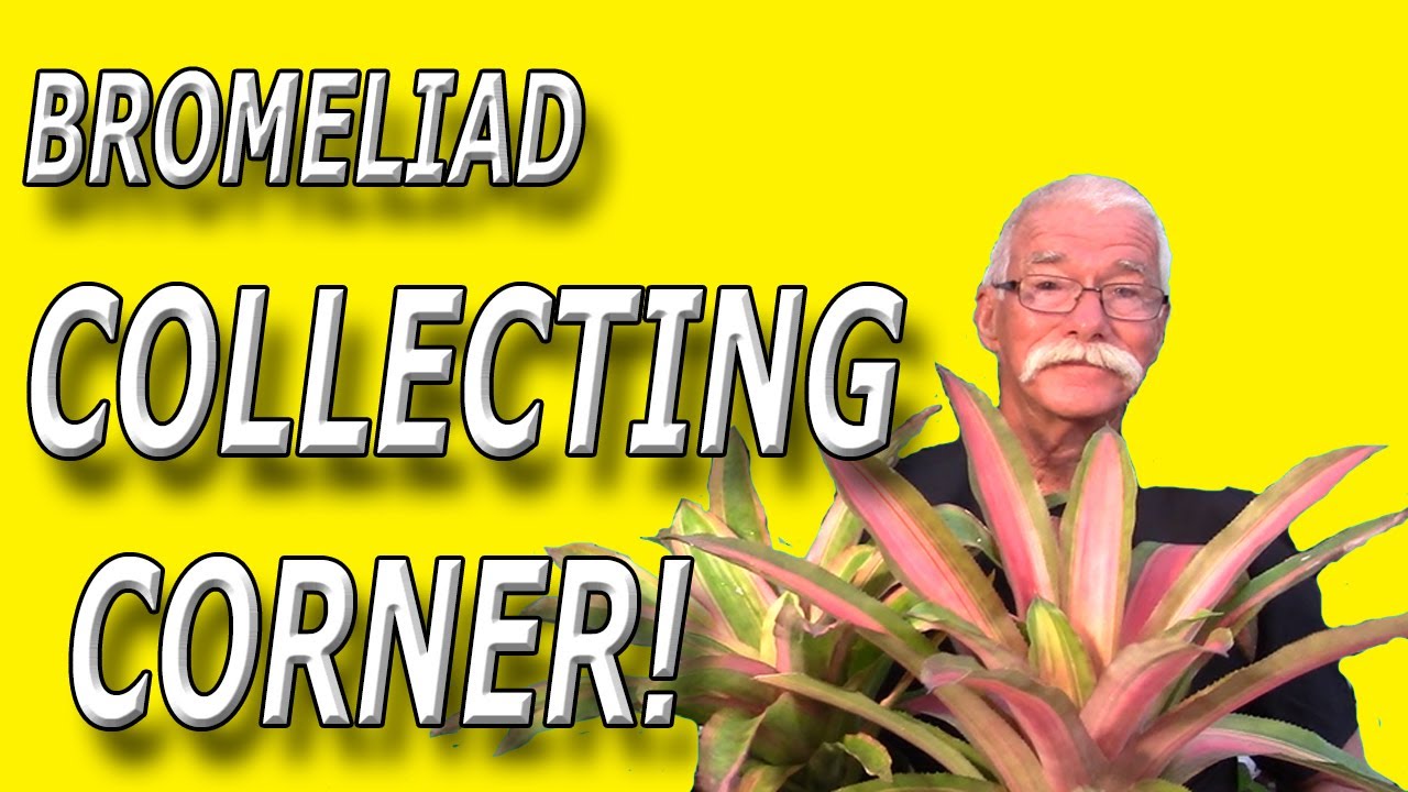 Bromeliad Collecting Corner... Aechmea Mend and Alvarez!
