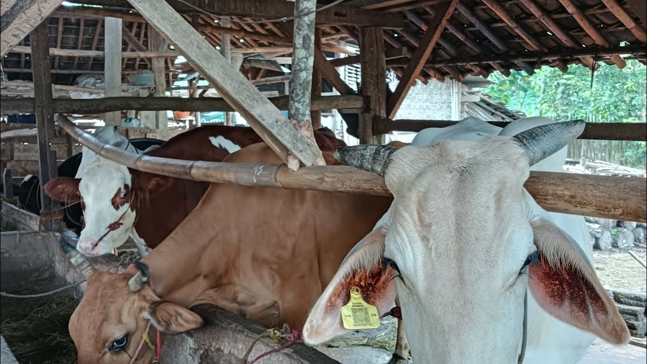 @PEMBIBITAN SAPI UNTUNG SUKSES.  @ TERNAK.    @PPL
