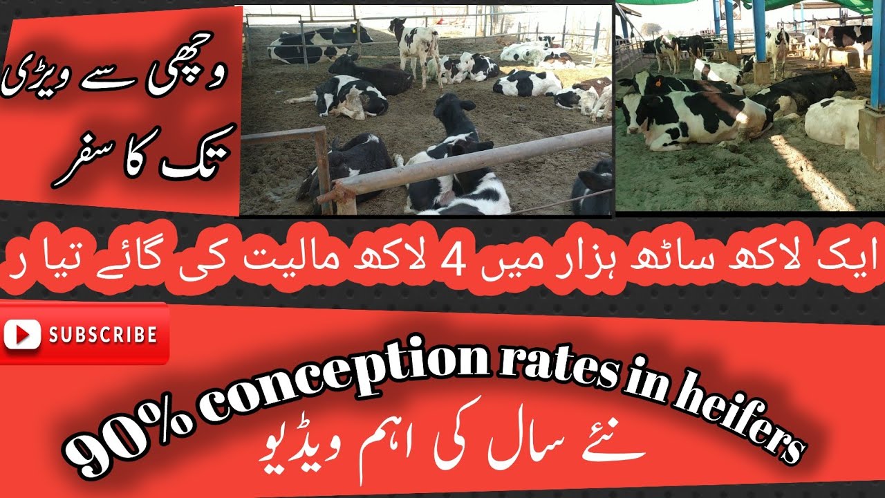 A visit to HK7 dairy farm I Calf care 2021 I نئے سال میں نو زائدہ وچھیاں پالنی سیکھیں I 2021 busines