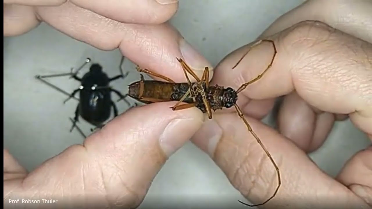 Video aula Montagem de insetos