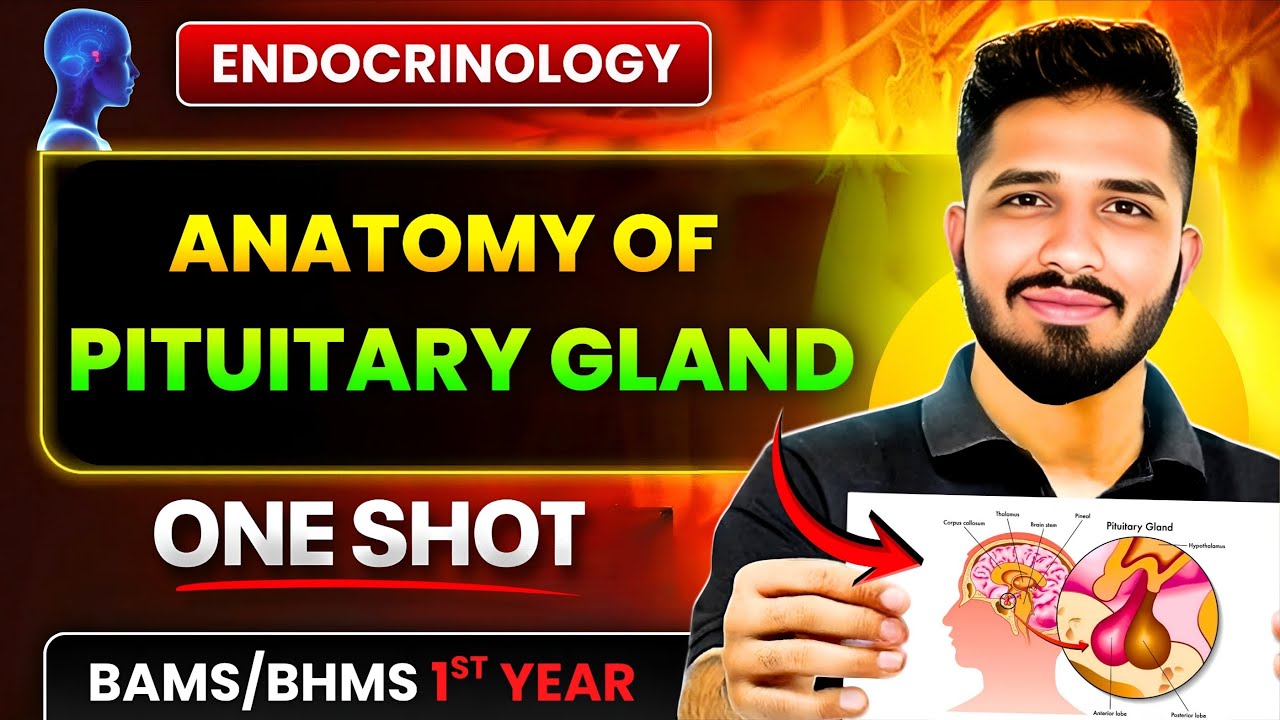 Endocrinology - Anatomy of pituitary Gland || BAMS / BHMS 1st year 