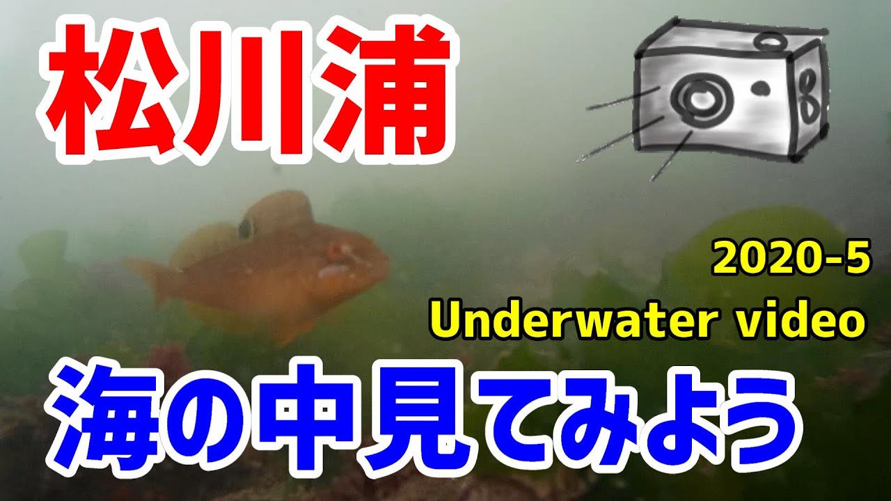 松川浦　水中映像１月と５月の海を見比べてみよう。そして、海の中を皆さんにお届けします　Underwater video of Matsukawaura