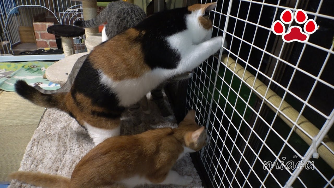 Бабочка пришла в комнату, чтобы жить с кошками　A rare visitor to the cat room