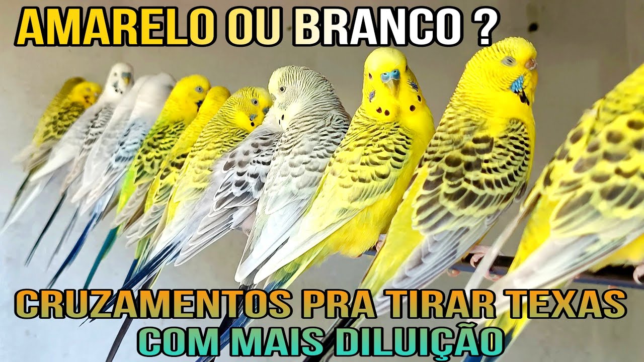 Melhores dicas pra tirar periquito Texas mais amarelados ou esbranquiçados