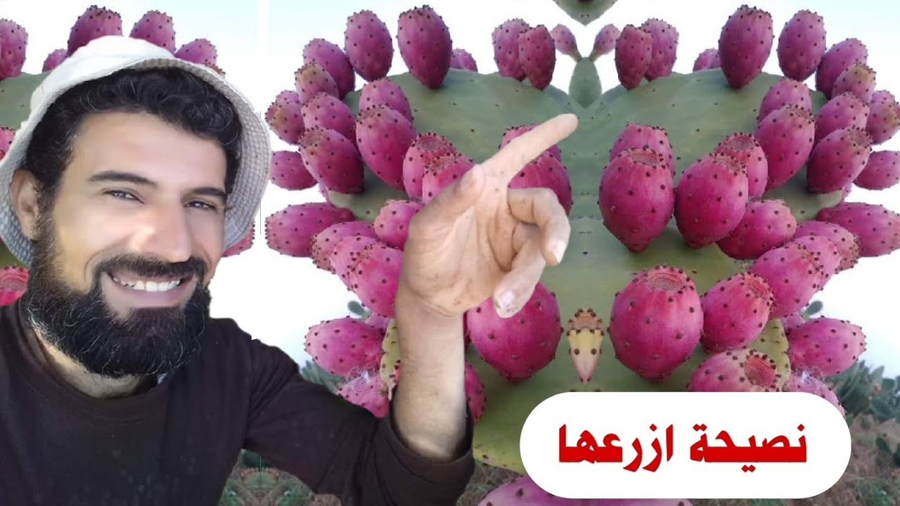 Это растение может подойти вашему ребёнку. Это коммерческое растение. Посмотрите, как его выращив...