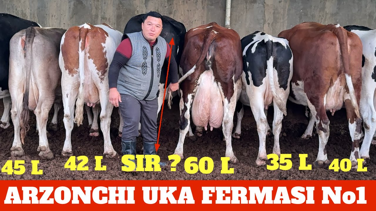 ARZONCHI UKA FERMASI 60 LITR SUTGA KOTTA PARTIYA SIMENTAL AYSHIRISKIY SHVET GOLESHTEN GIBRIT SIGIRLA