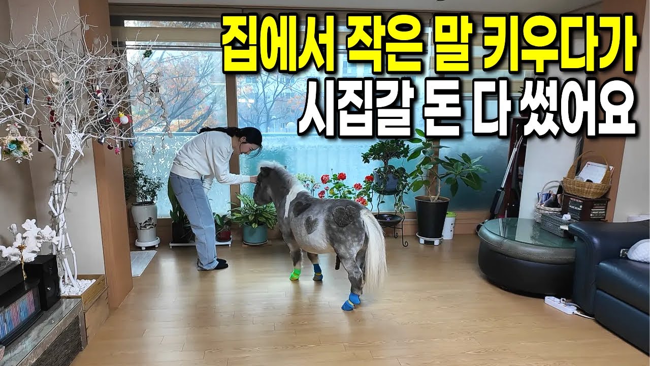 집에서 작은 말 키우다 시집갈 돈 다 썼어요.. | 인생속으로 | 인간다큐 | 휴먼스토리
