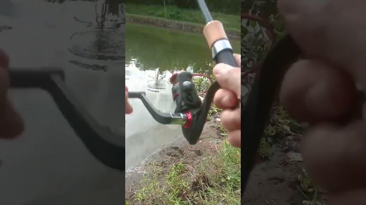 Spot gacor baby hampala...