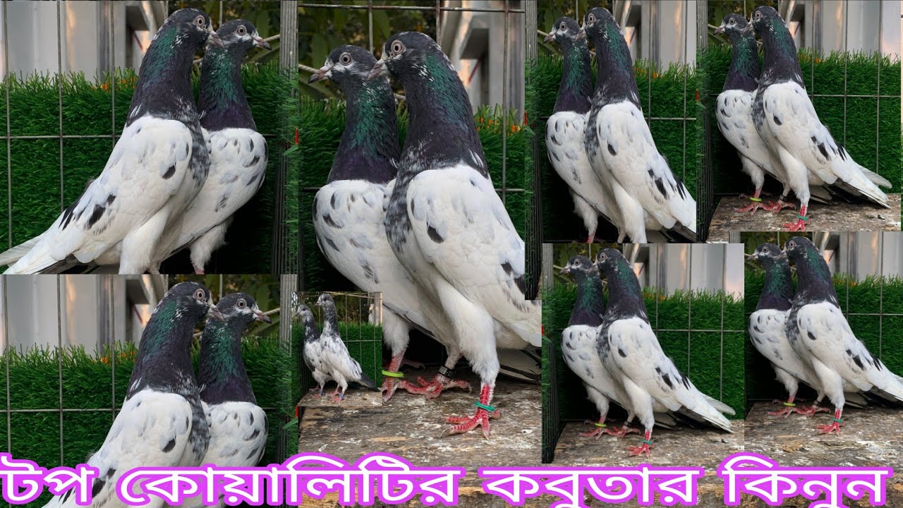 ভালো মানের রানিং কবুতার কিনুন গেরান্টি সহকারে টুনামেন্ট খেলুন গেরান্টি সহকারে গলালাল নীলদুব্মা টেডি 