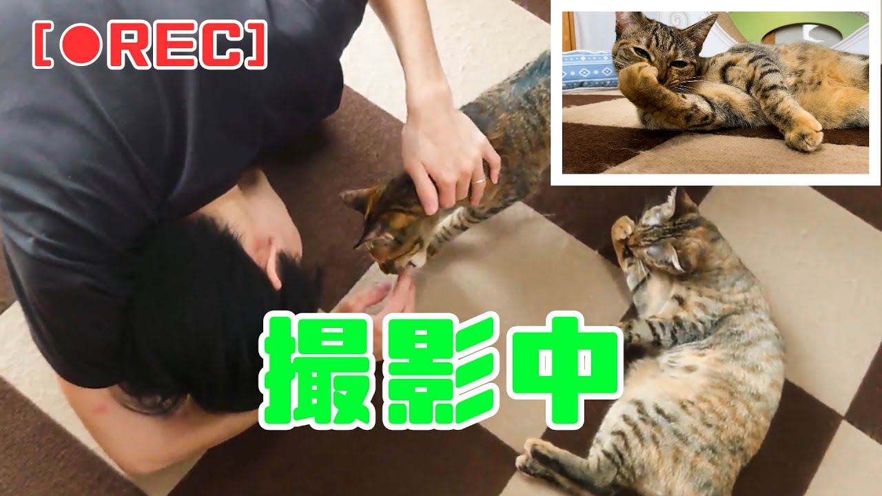 猫動画撮影の裏側！実はこんなことになっているんです...【保護猫】