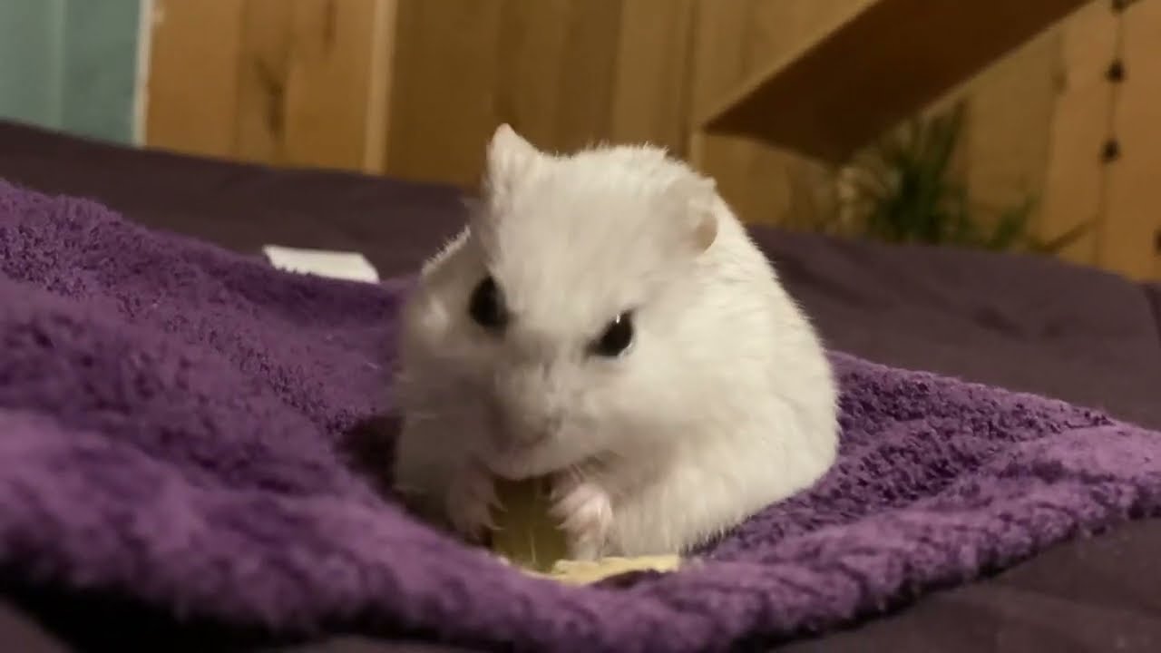 Hamster Squeaks!