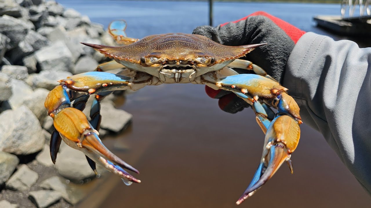Perfect Day of Crabbing! Catching Blue Crabs In Florida! 2 Different Locations!