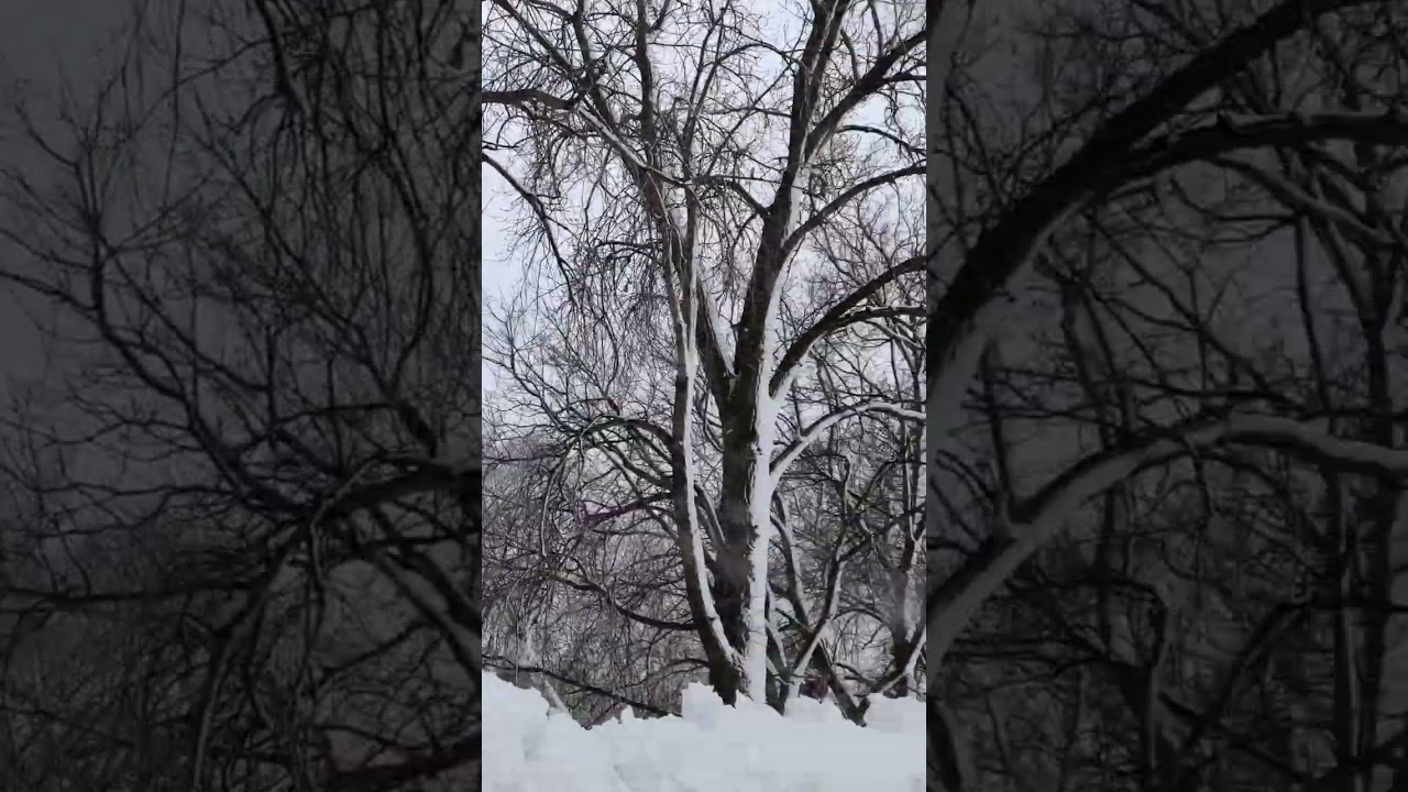 Winter Delight part 3