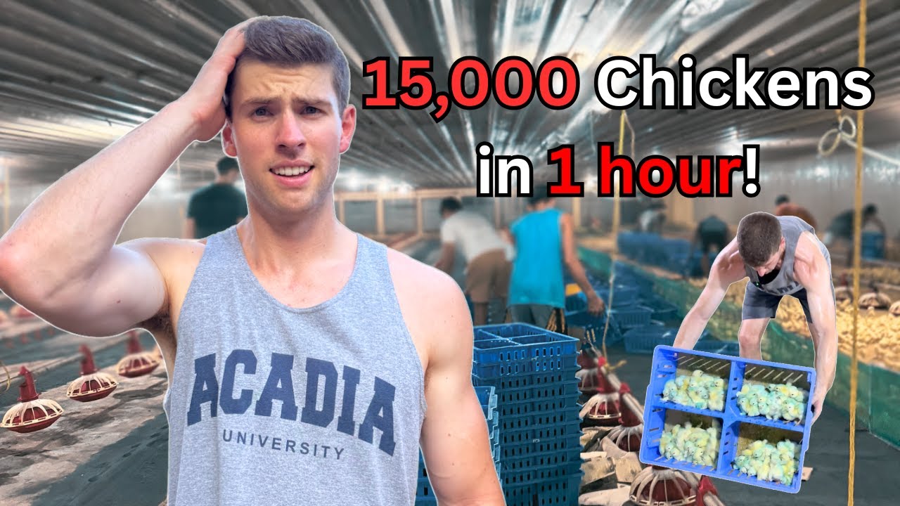 I Launched A Chicken Farm Business in A Foreign Country