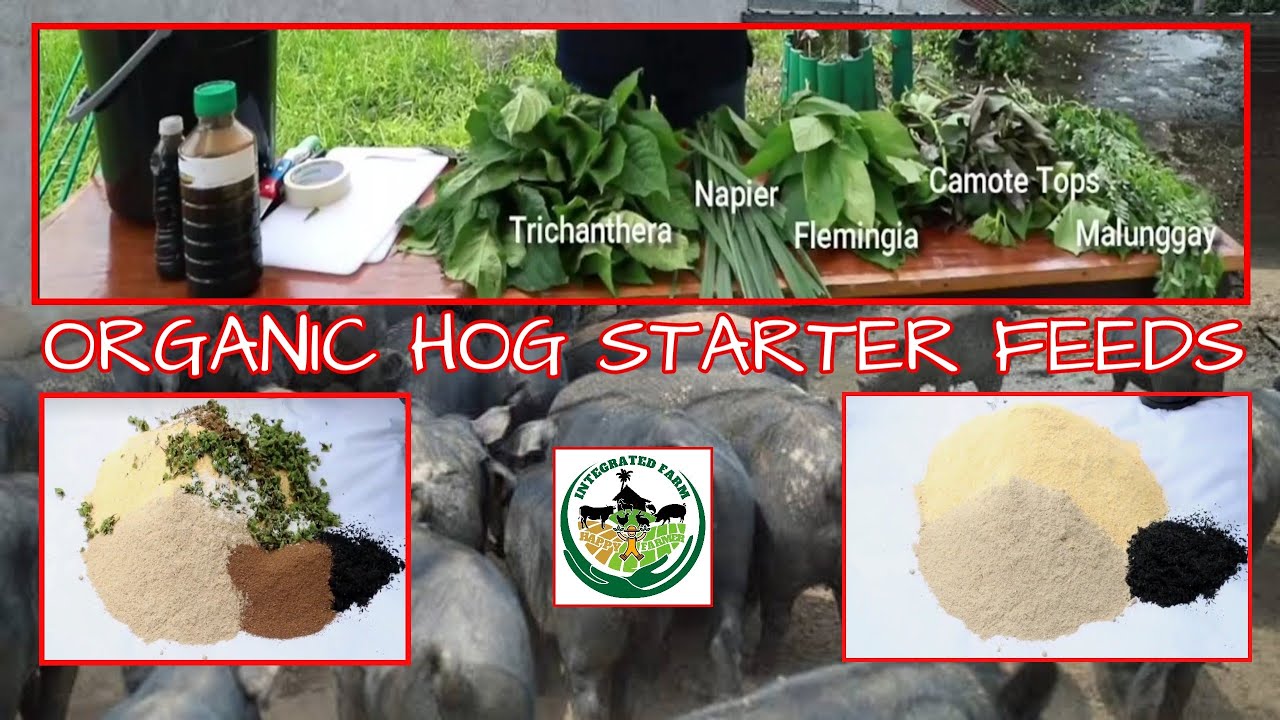 Organic Starter Feeds Making | Organic Hog Raising in the Philippines