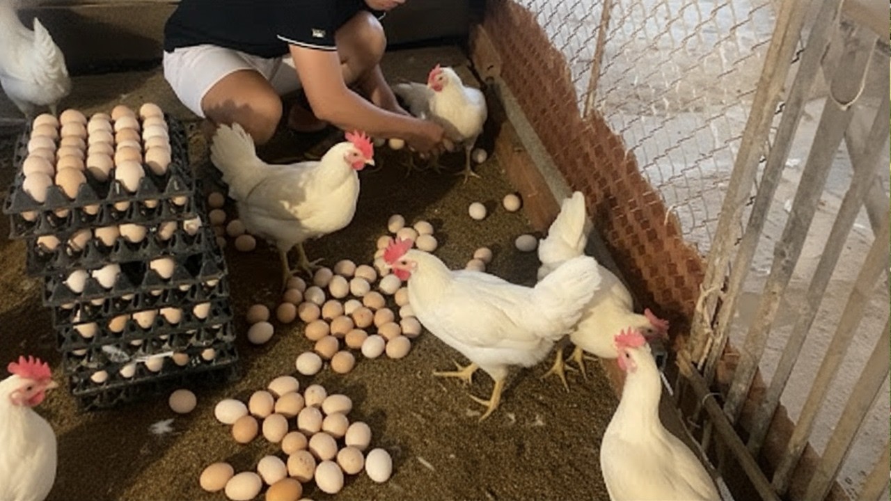 Collecting Hundreds of Fresh Eggs in the Chicken Coop | Daily Egg Harvest.