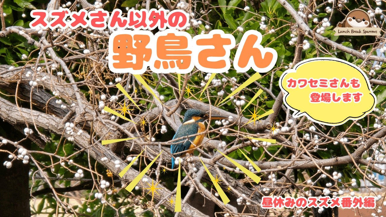 番外編：2月前半に出会ったスズメさん以外の野鳥さん　#カワセミ #バン #アオサギ #ジョウビタキ #鳥 #鳥見 #野鳥 #バードウォッチング #昼休みのスズメ