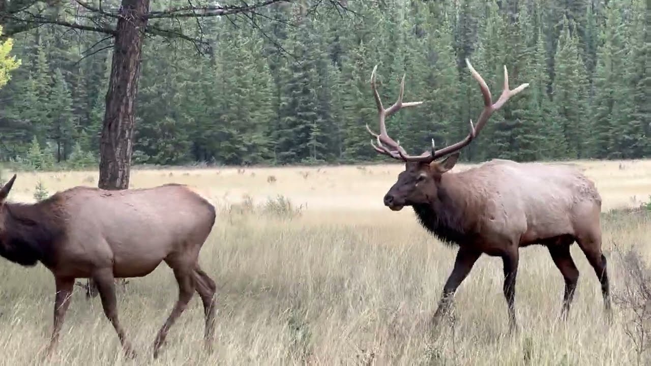 ELK HERDS BANFF