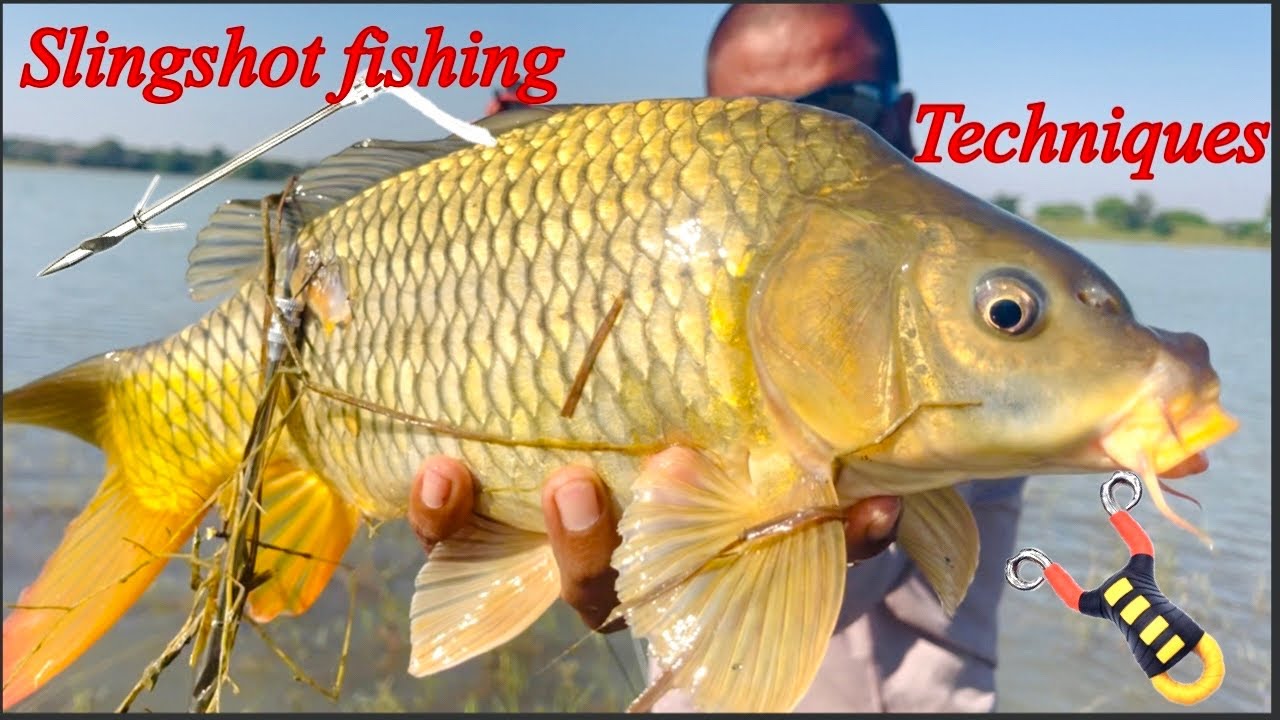 Slingshot fishing techniques | #fishing #fishingvideo #fish #slingshotfishing 
