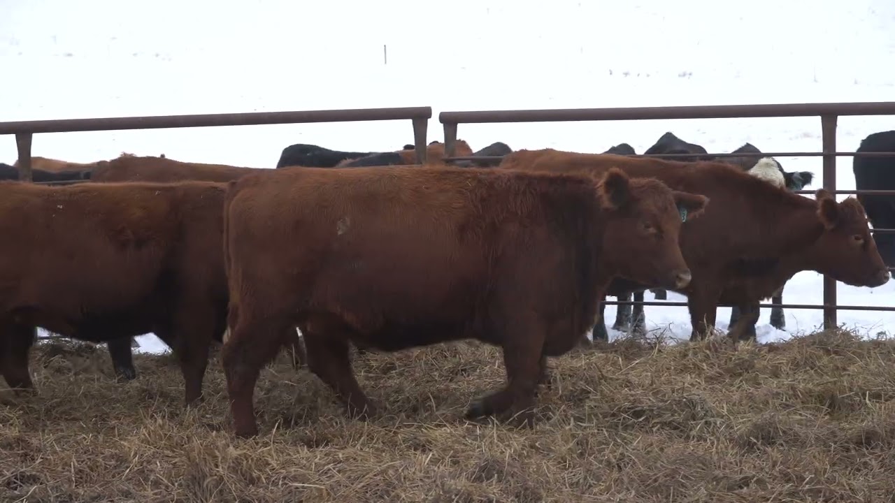 AI Bred Red Angus Heifers Group 2