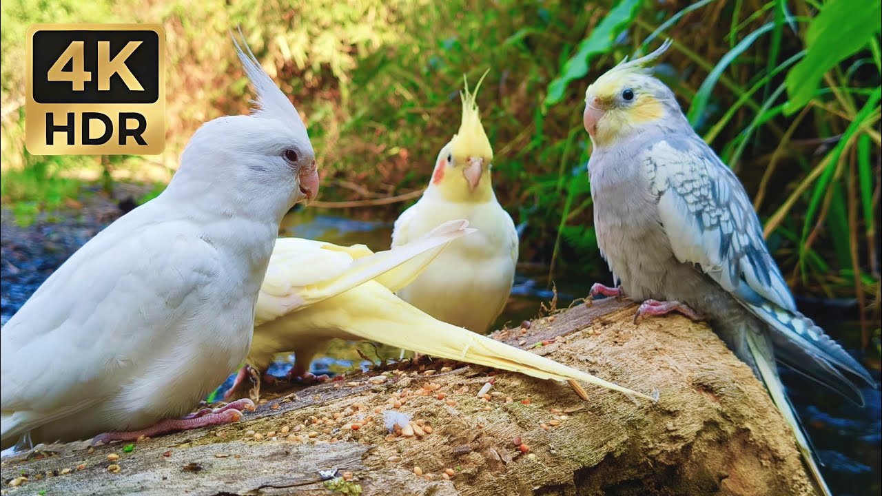 Relaxing Cockatiel Sounds in Nature • 1 Hour of Peaceful Chirping & Beautiful Scenery (4K)