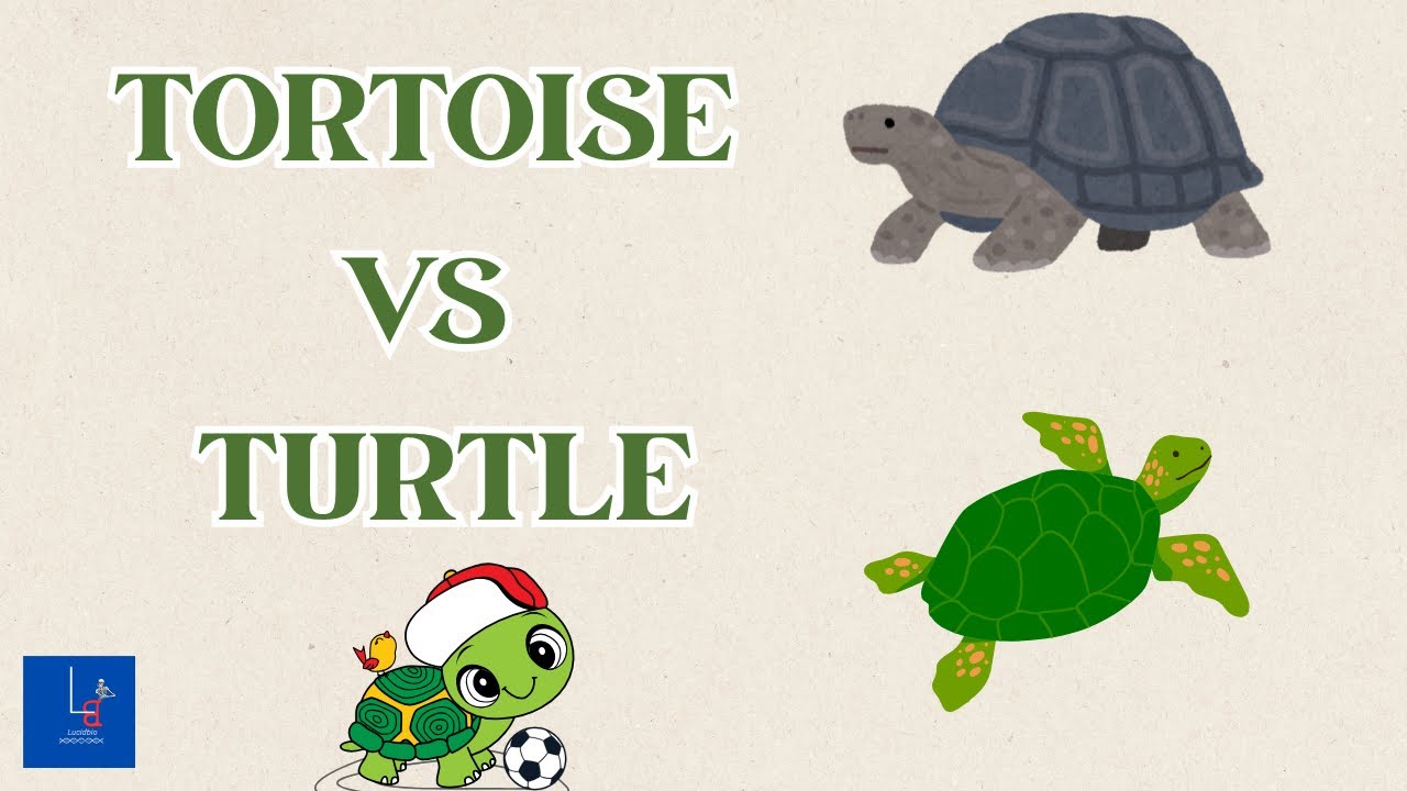 Tortoise vs Turtle 🐢 | Don’t Get Confused Again! #lucidbio10 #reptiles #tortoise #turtle