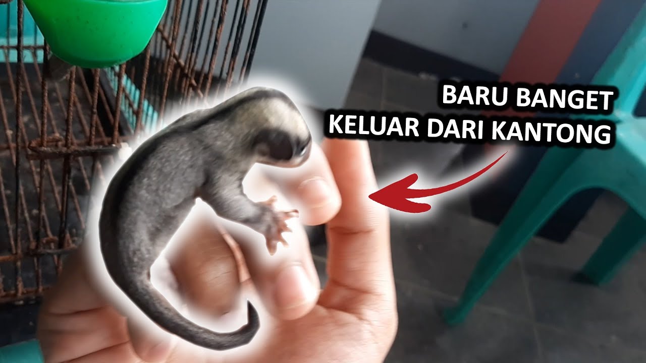 SUGAR GLIDER BARU KELUAR DARI KANTONG INDUKNYA!! BEGINI KONDISINYA?!