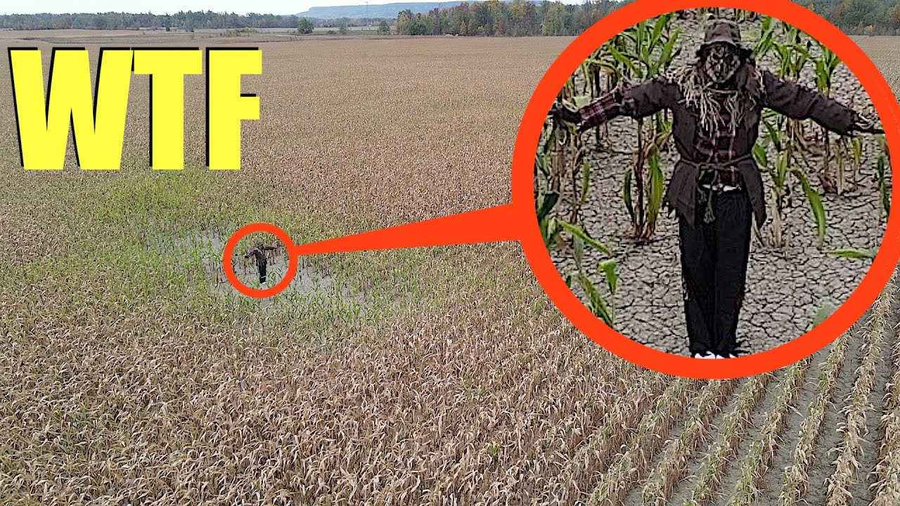 you won't believe what my drone saw in this haunted cornfield.. (the scarecrow is alive!)