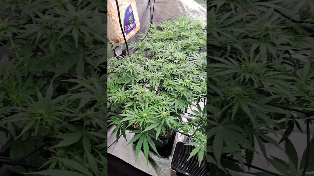 Superboof by Zamnesia day 60 /  Monstergrow( flowerday 18)
