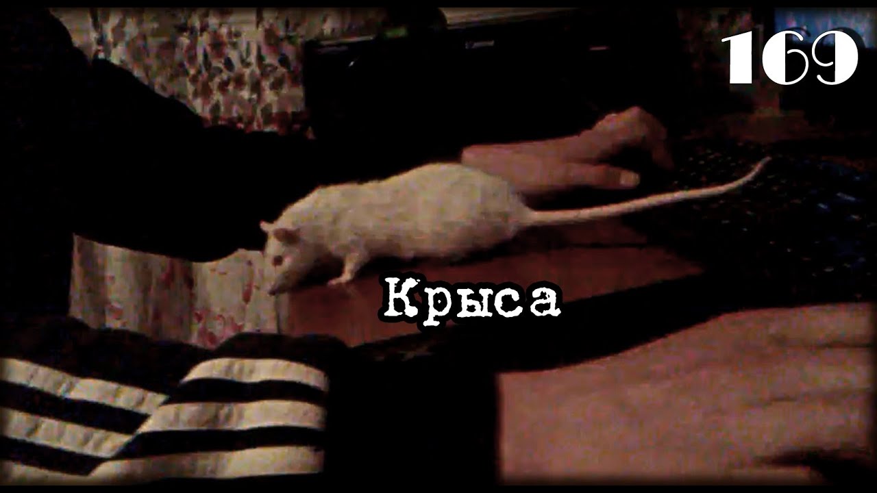 W.K.O.D. 169 - Крыса