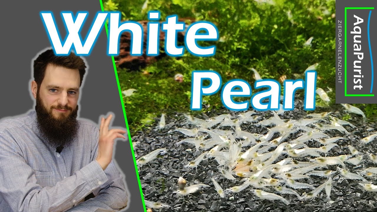 White Pearl Zwerggarnele (Neocaridina palmata)