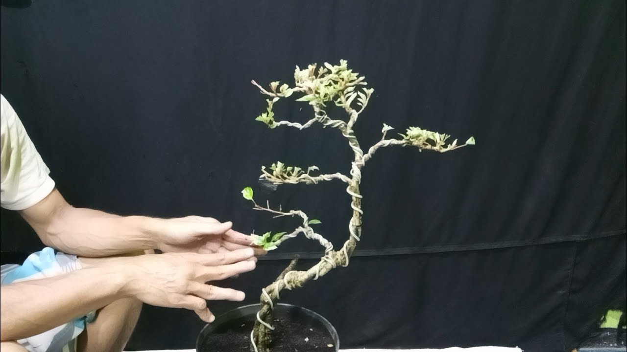 Pruning Bonsai Bunga Sepatu Gaya Bunjin🔥