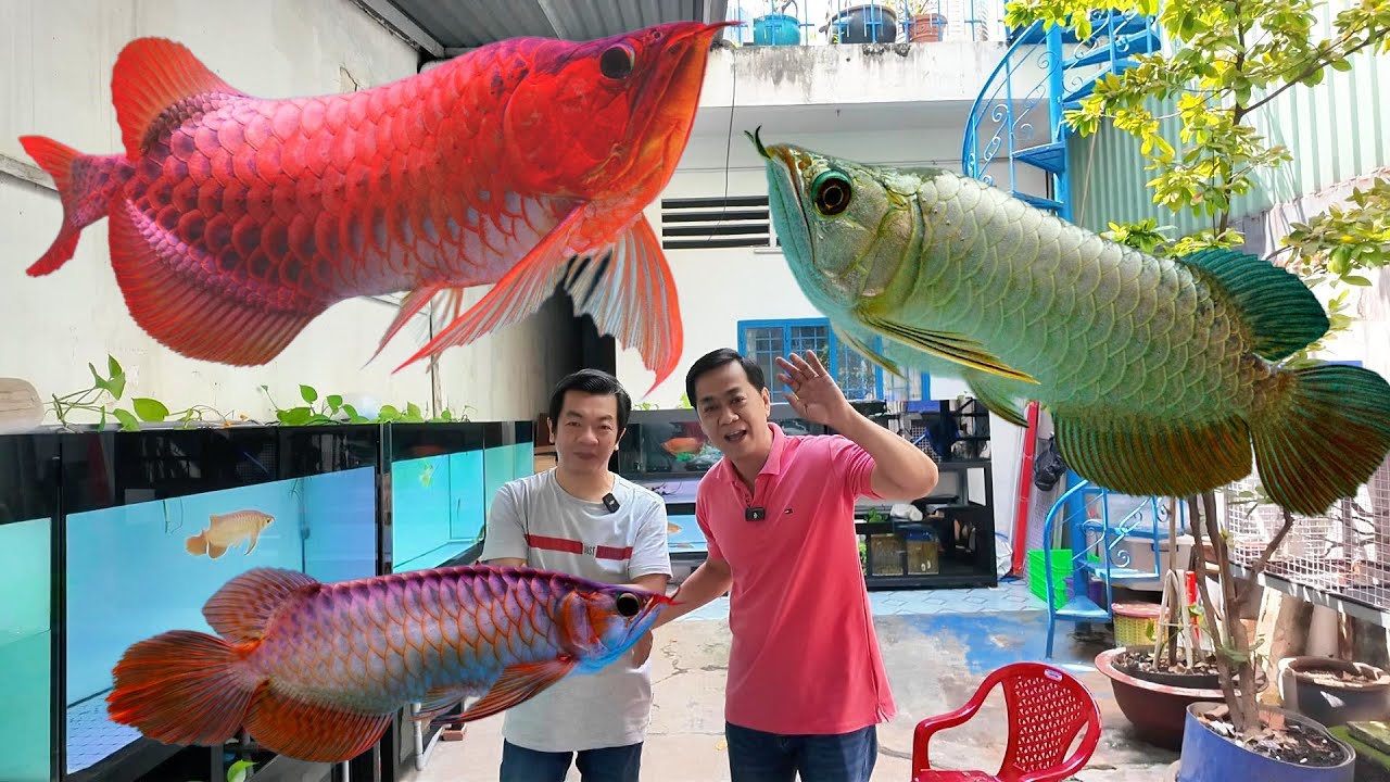 Tay Chơi Cá Rồng Ẩn Mình - Mr Vinh Lieng