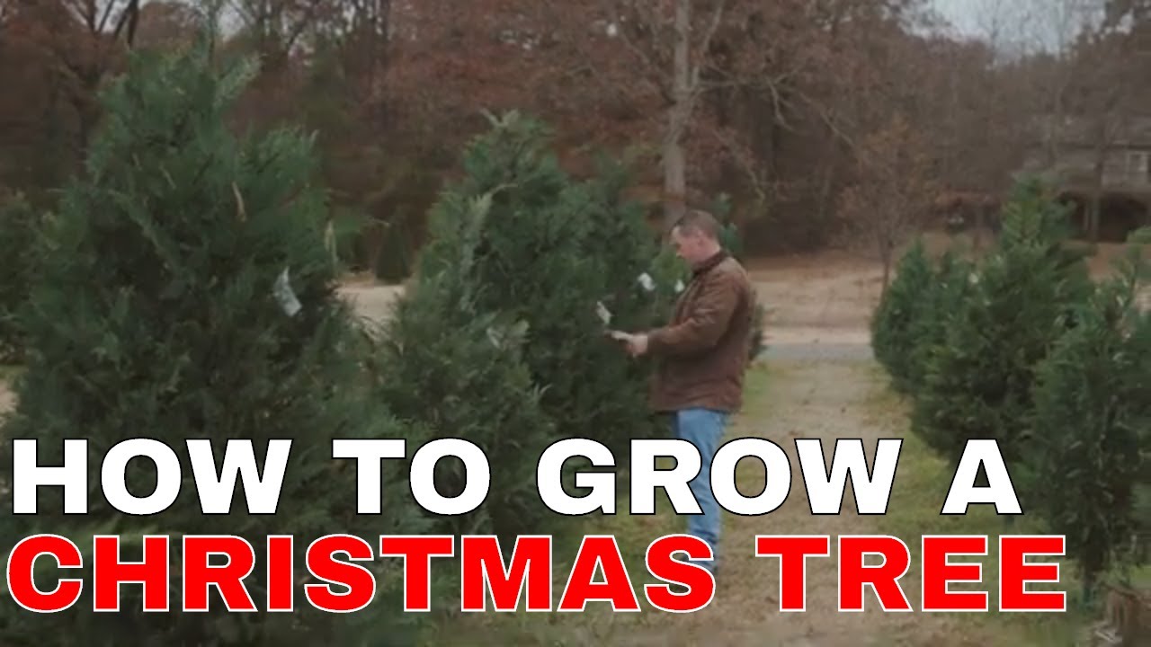 How to grow a Christmas Tree