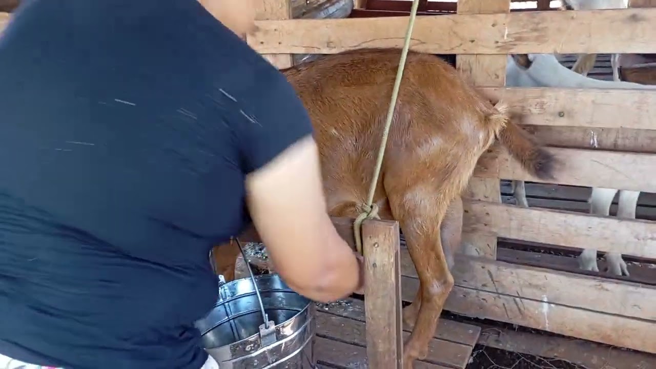 Mais uma tirada de leite das cabras com as glórias de Deus 🙏🏿🙏🏿