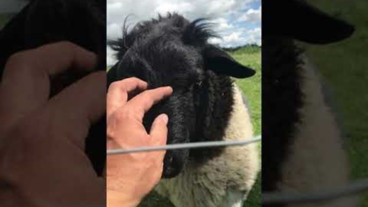 Passerby Saves Sheep Stuck in a Fence || ViralHog
