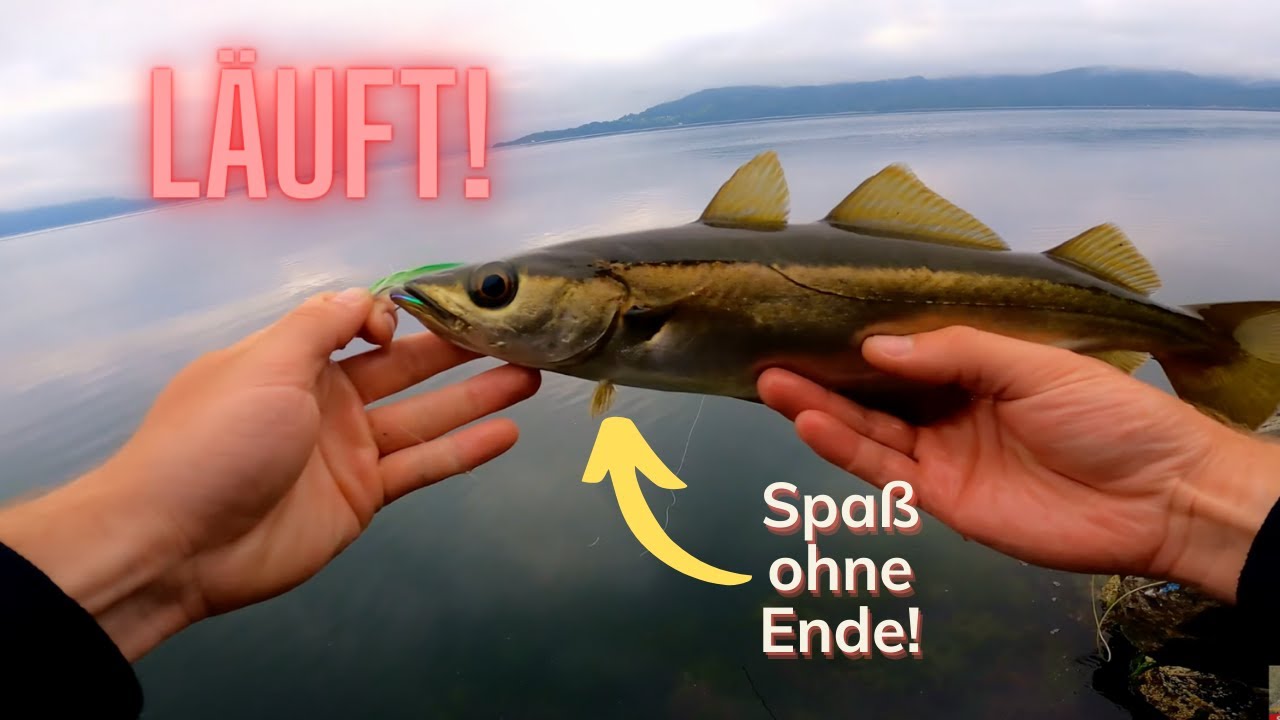 Das macht Spaß! Fliegenfischen auf Sicht in Norwegen auf Pollack