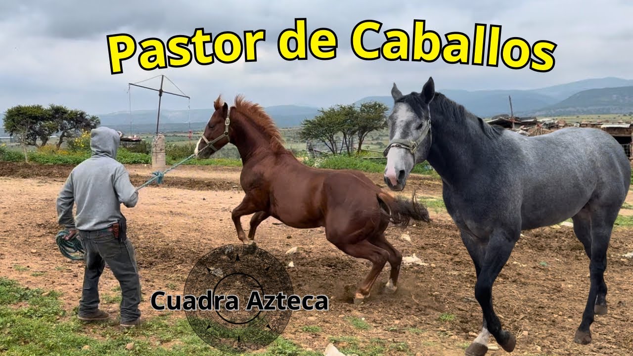 Criando campeones en el coraz&oacute;n de Zacatecas | Cuadra Azteca.