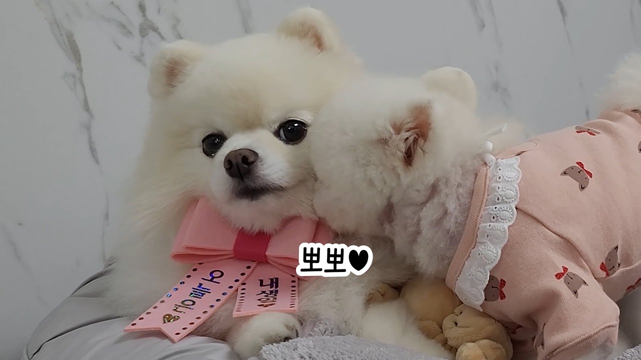 7-й день рождения моей собаки♡ Понки чмокнула Руди!