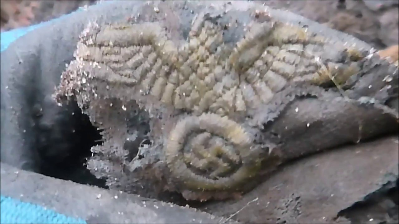 German Relics from ww2 !!! nice finds !!