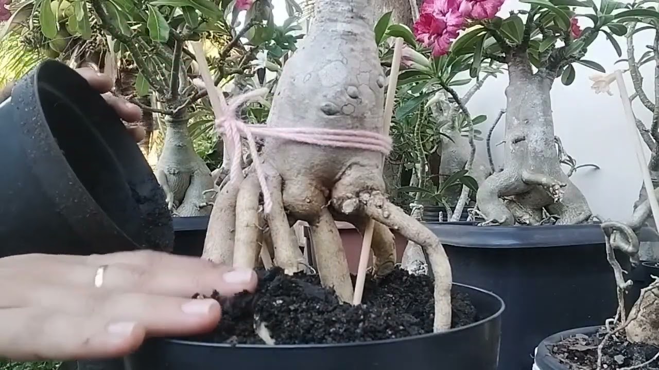 Replantio e exposição de raízes.