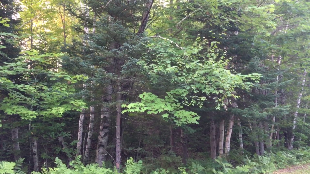 Wolf-Bird talking in the north woods