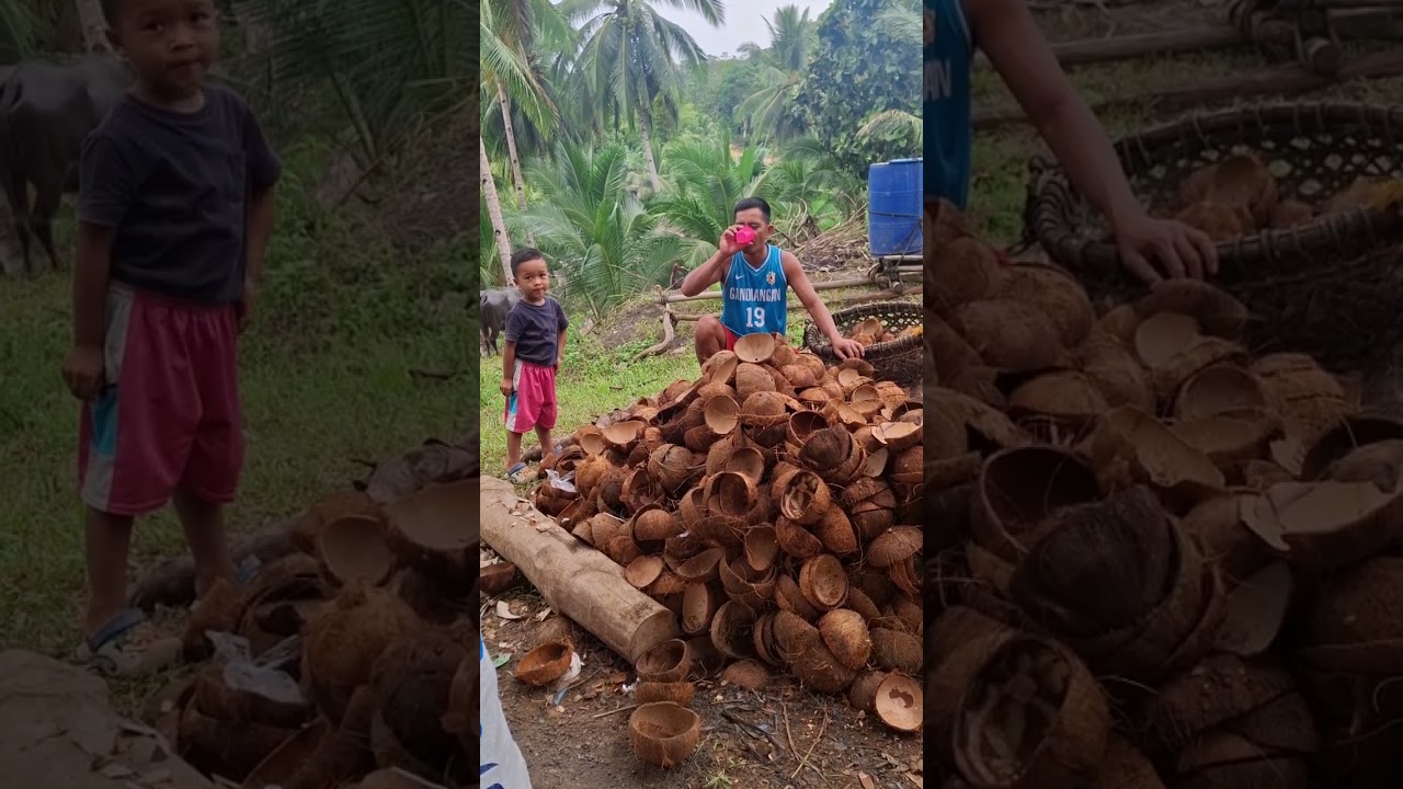 Gi sugdan nag hakot ang bagol para olingon 