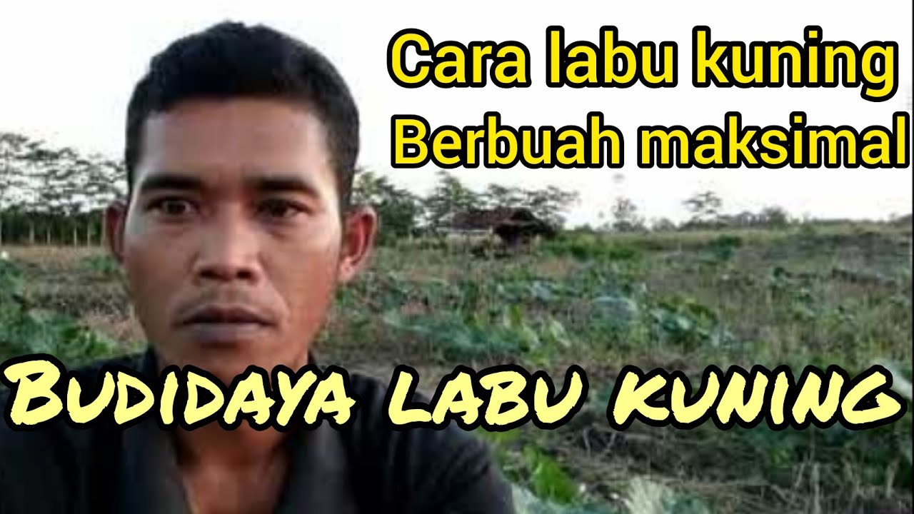 Perawatan labu kuning agar cepat berbuah