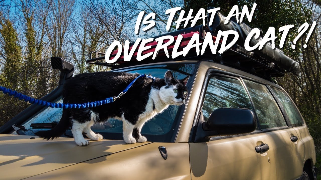 TRAINING OUR INDOOR CAT FOR THE GREAT OUTDOOR !