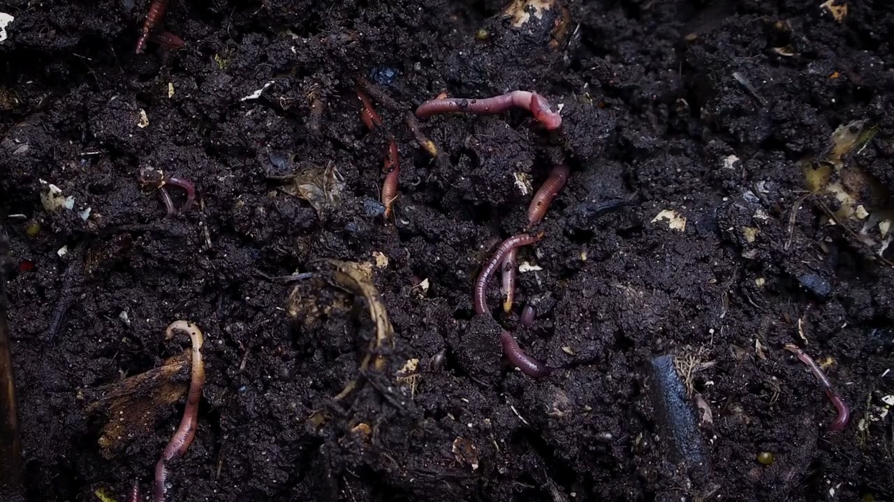 C&oacute;mo los descomponedores ayudan a nuestro planeta